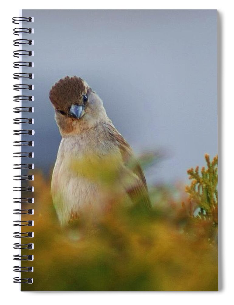 Birds Spiral Notebook featuring the photograph Confused Birdie by Kimberly Furey