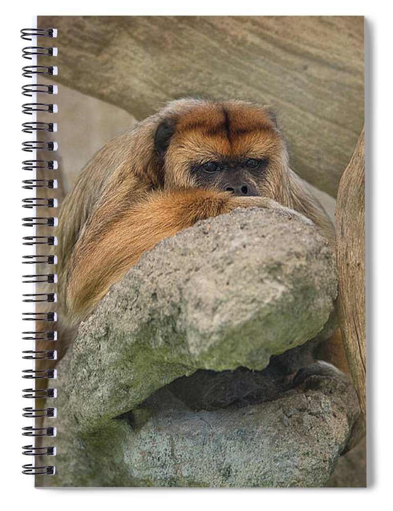 Monkey Spiral Notebook featuring the photograph Contemplating the View by Amy Dundon