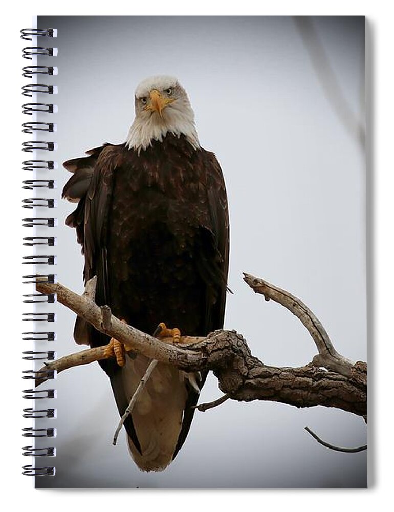 Eagles Spiral Notebook featuring the photograph Contemplating by Veronica Batterson