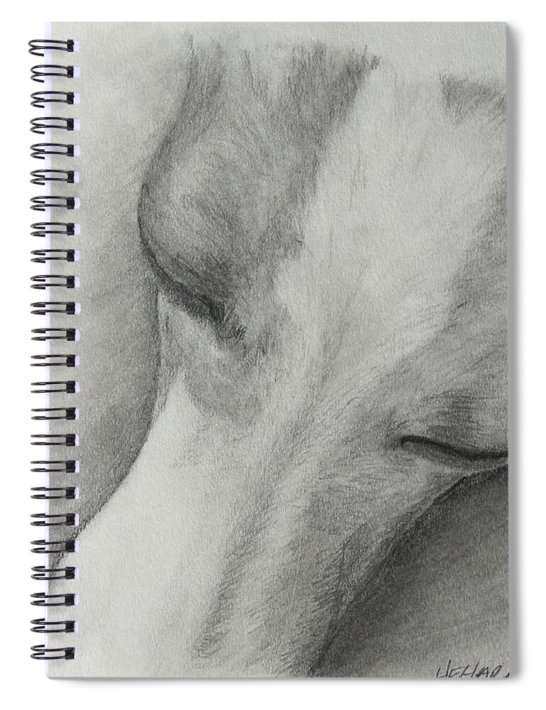 Italian Greyhound Spiral Notebook featuring the drawing Comfy by Heather E Harman