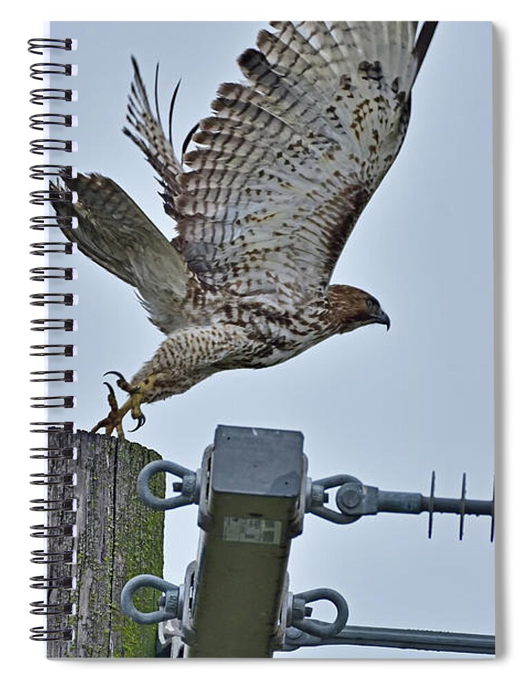 Cooper's Hawk Spiral Notebook featuring the photograph Cooper's Hawk by Amazing Action Photo Video