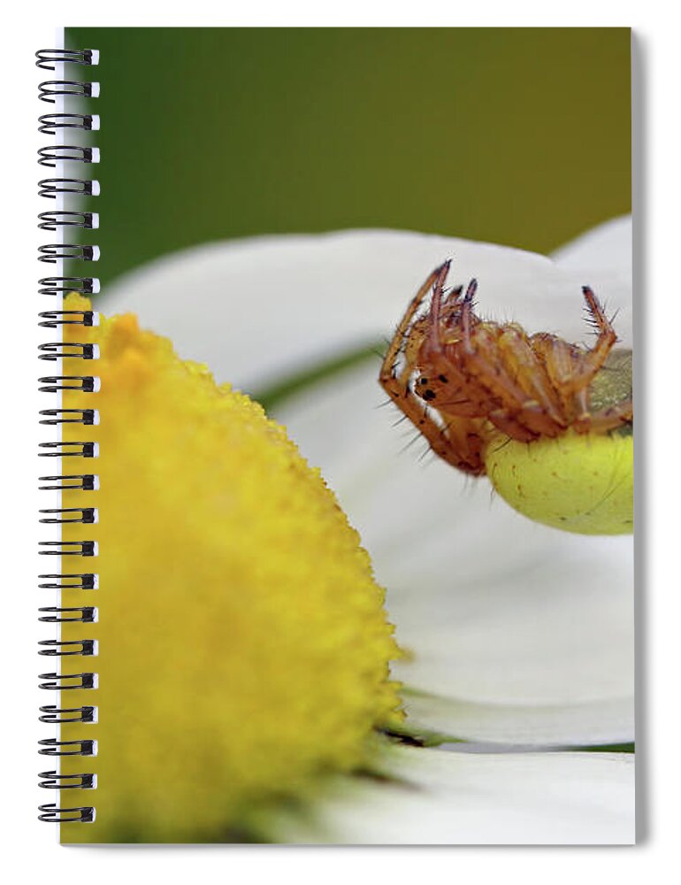  Six Spotted Orb Weaver Spiral Notebook featuring the photograph Copycat by Jennifer Robin