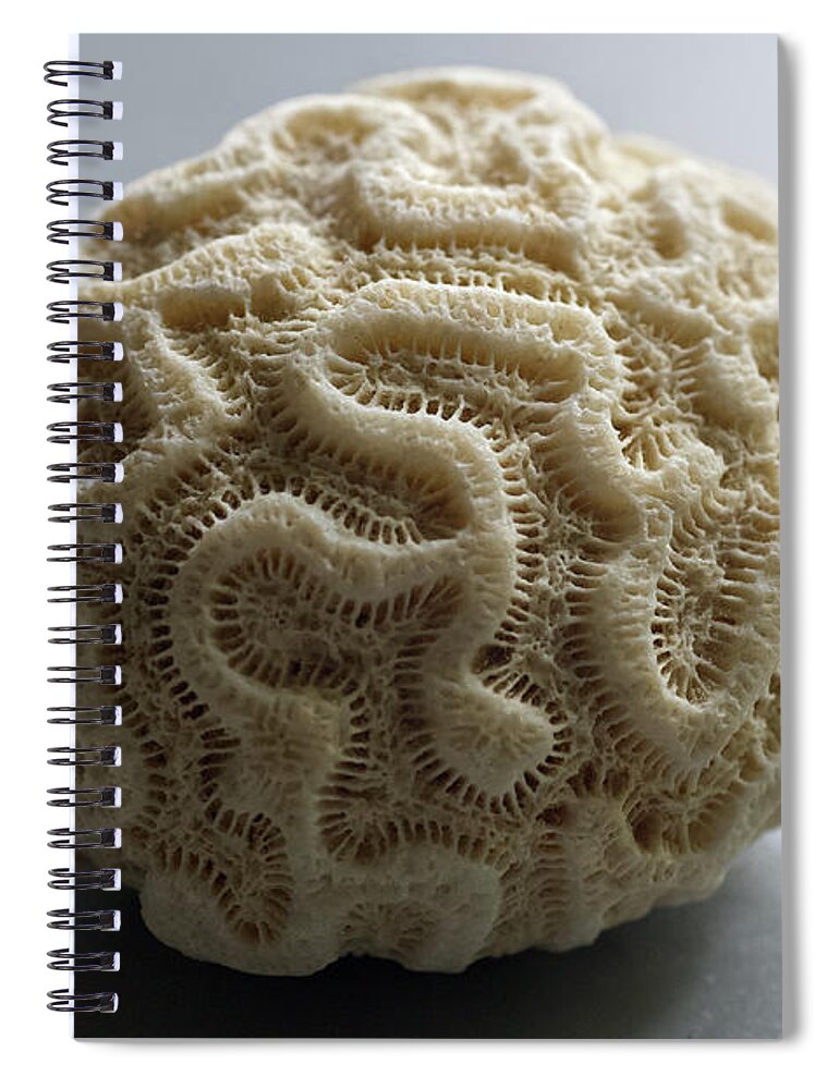 Coral Spiral Notebook featuring the photograph Coral by Phil Perkins