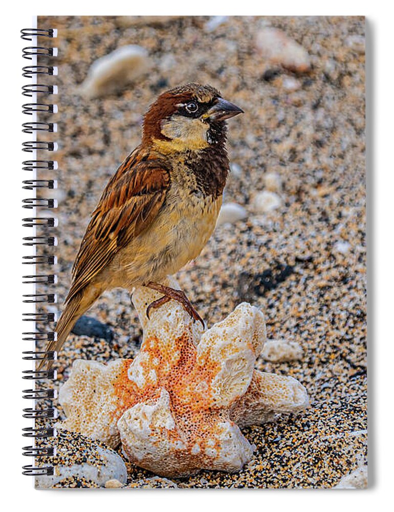 Hawaii Spiral Notebook featuring the photograph Coral Rest Area by John Bauer