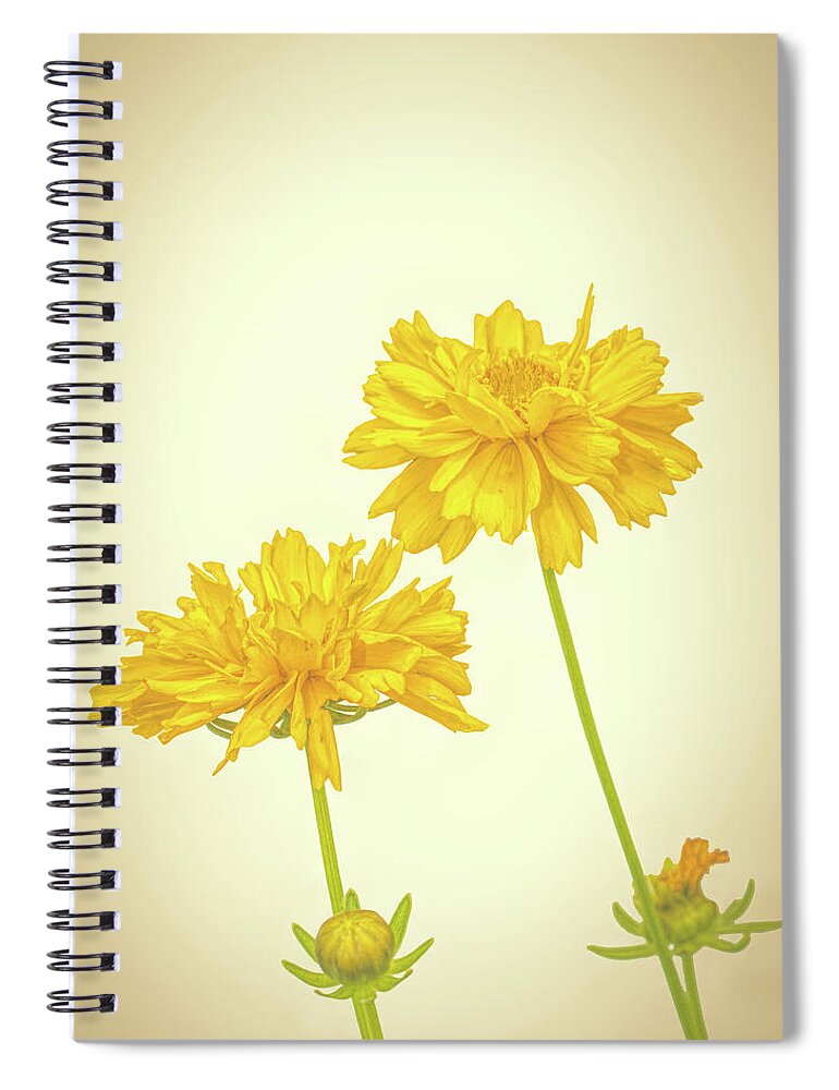 High Key Spiral Notebook featuring the photograph Coreopsis by Allin Sorenson