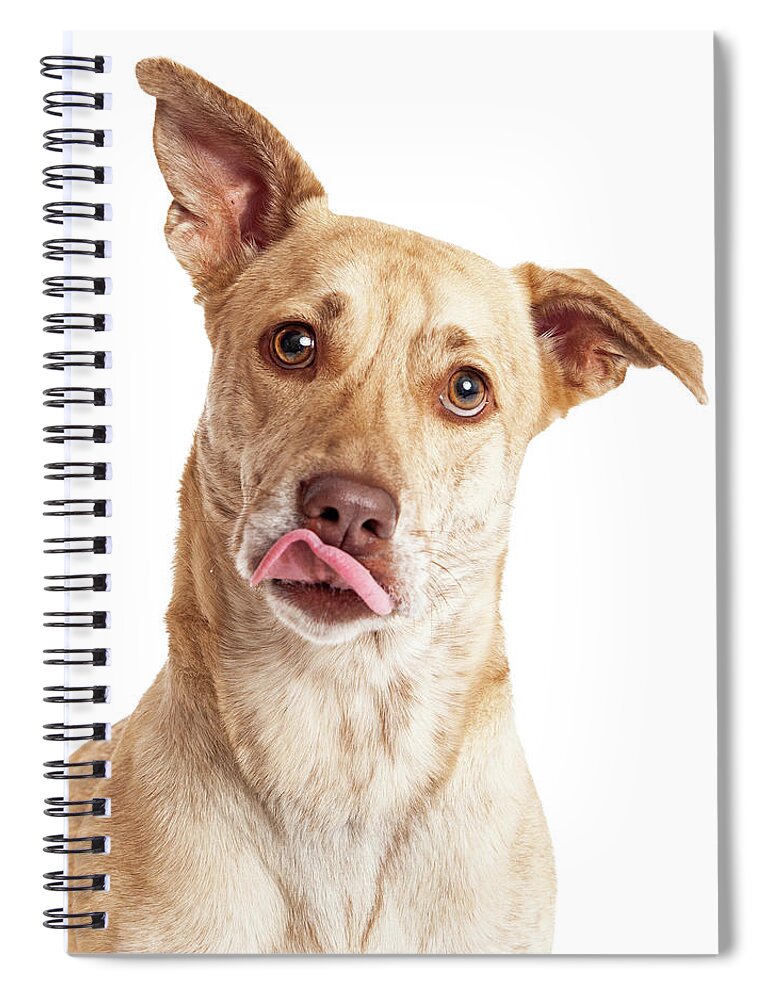 Adorable Spiral Notebook featuring the photograph Corgi Mix Dog Licking Lips by Good Focused