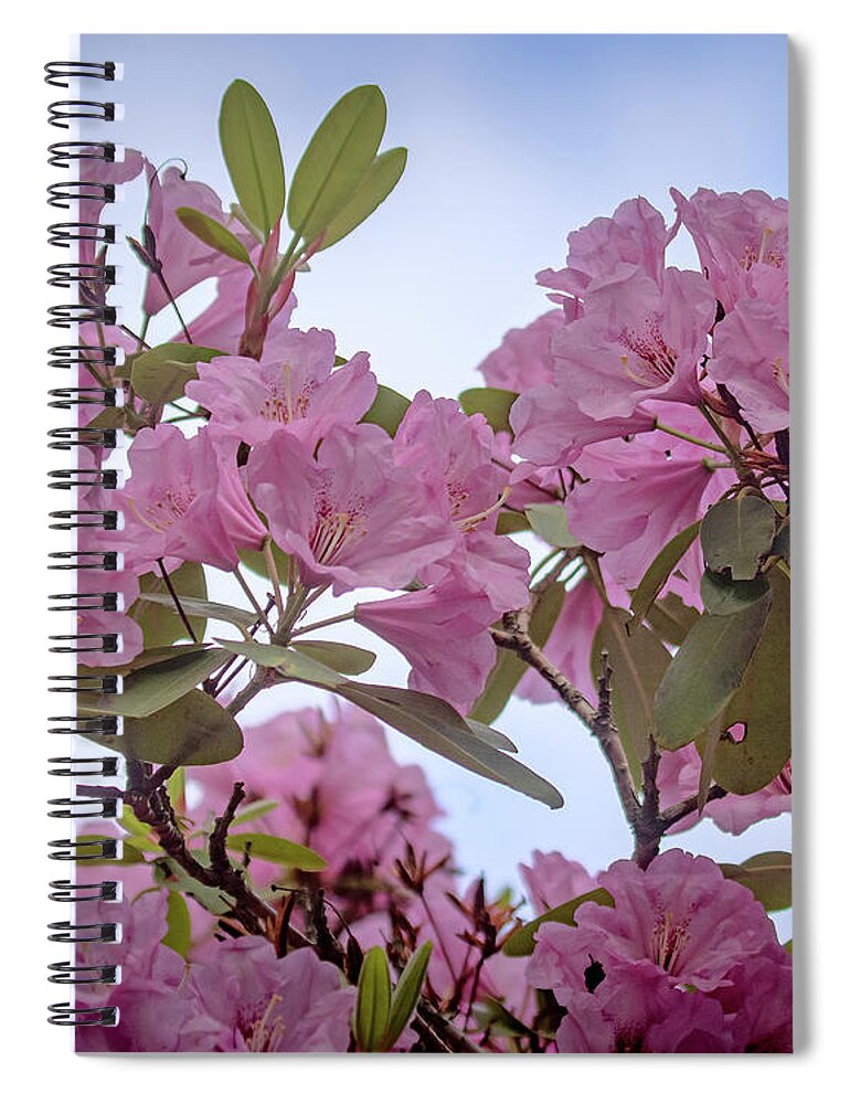 Rhododendron Spiral Notebook featuring the photograph Cornell Botanic Gardens #6 by Mindy Musick King