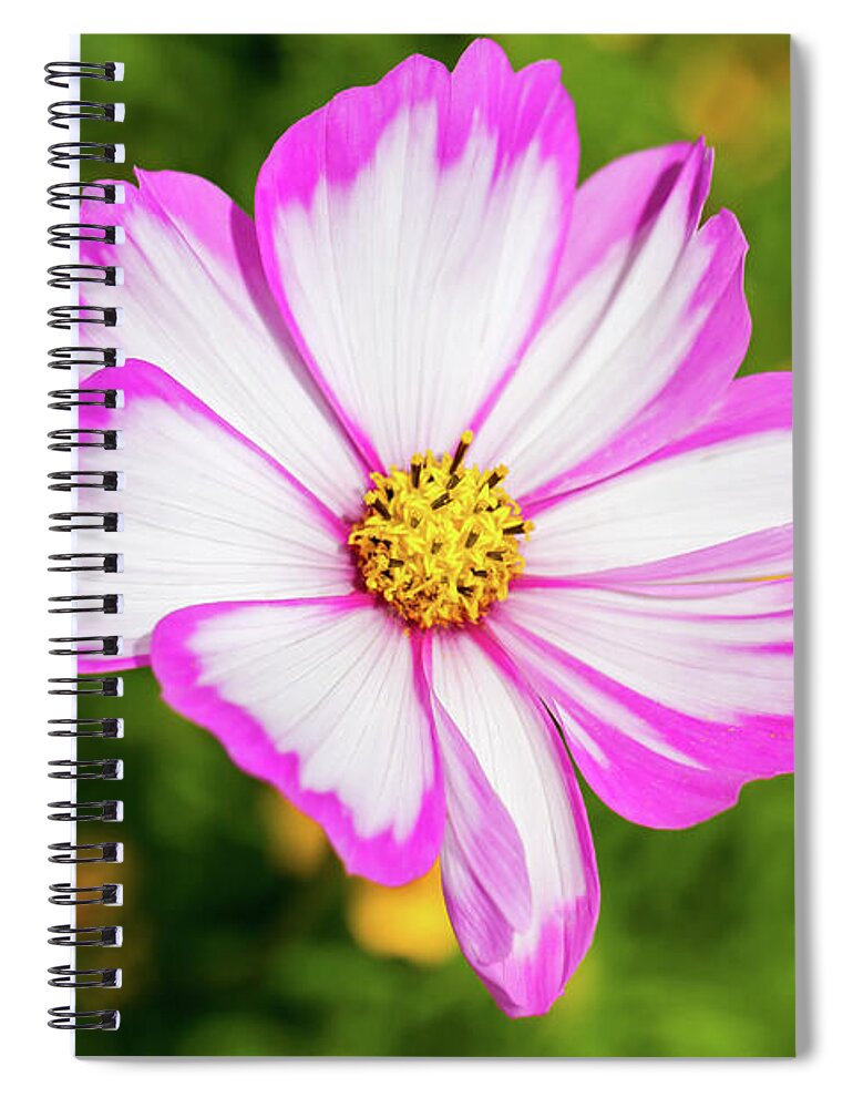 Flower Spiral Notebook featuring the photograph Cosmos Candy Stripe by Tanya C Smith