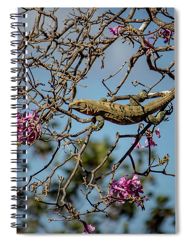 Animal Spiral Notebook featuring the photograph Costa Rican Lizard by Cindy Robinson