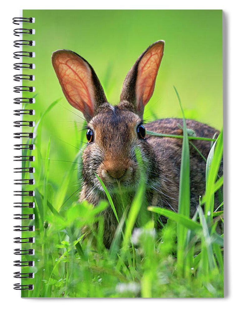 Bunny Spiral Notebook featuring the photograph Cottontail rabbit in the grass by Rehna George