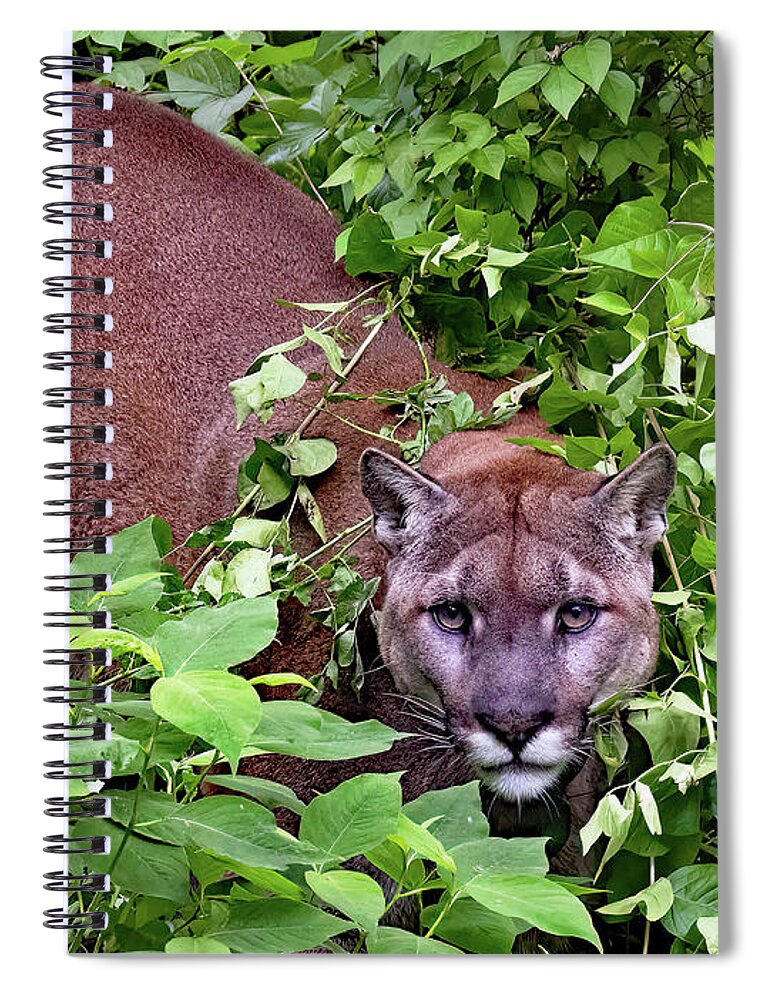 Animal Spiral Notebook featuring the photograph Cougar by Gina Fitzhugh