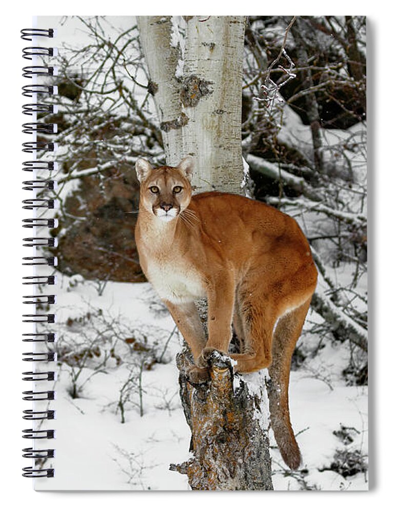 Cougar Perch Spiral Notebook featuring the photograph Cougar Perch by Wes and Dotty Weber