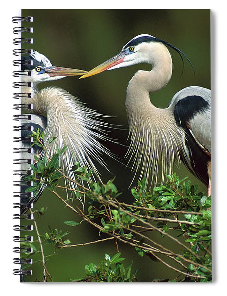 00220655 Spiral Notebook featuring the photograph Courting Great Blue Herons by Tom Vezo