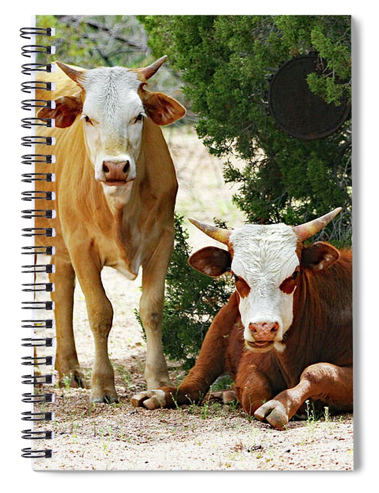 Cowbuddies In The Shade Spiral Notebook featuring the digital art Cowbuddies In The Shade by Tom Janca