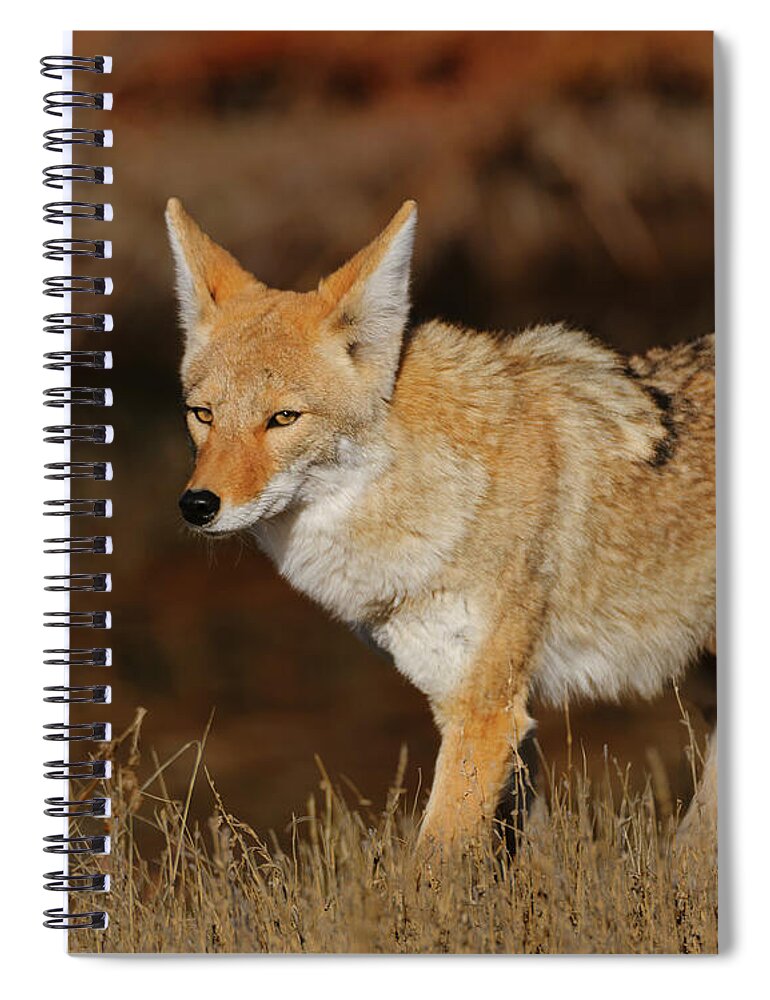 Coyote Spiral Notebook featuring the photograph Coyote by Gary Langley