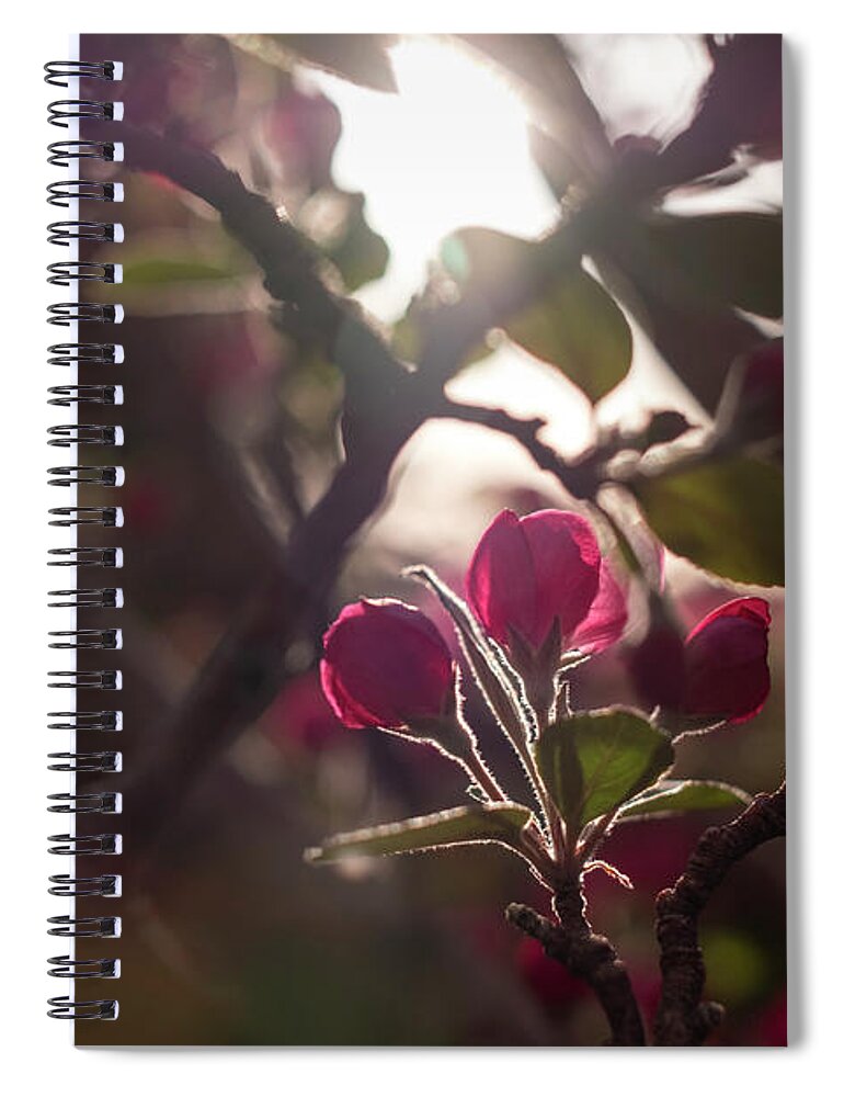 Spring Spiral Notebook featuring the photograph Crabapple Buds Searching for Sun by Mary Lee Dereske