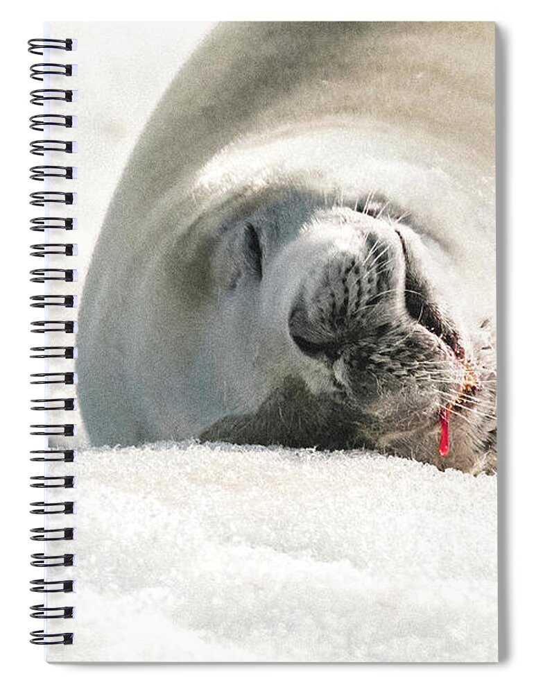 04feb20 Spiral Notebook featuring the photograph Crabeater Seal Frozen Drool Pile Macro by Jeff at JSJ Photography