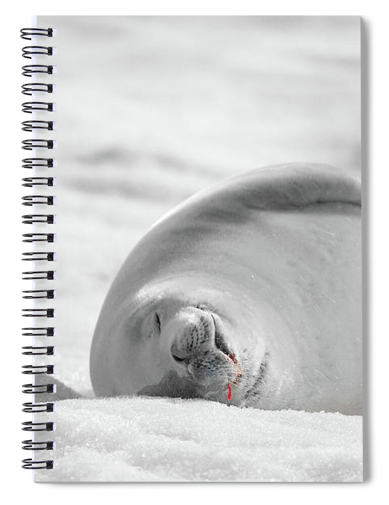 04feb20 Spiral Notebook featuring the photograph Crabeater Seal Frozen Drool Pile BW-SC by Jeff at JSJ Photography