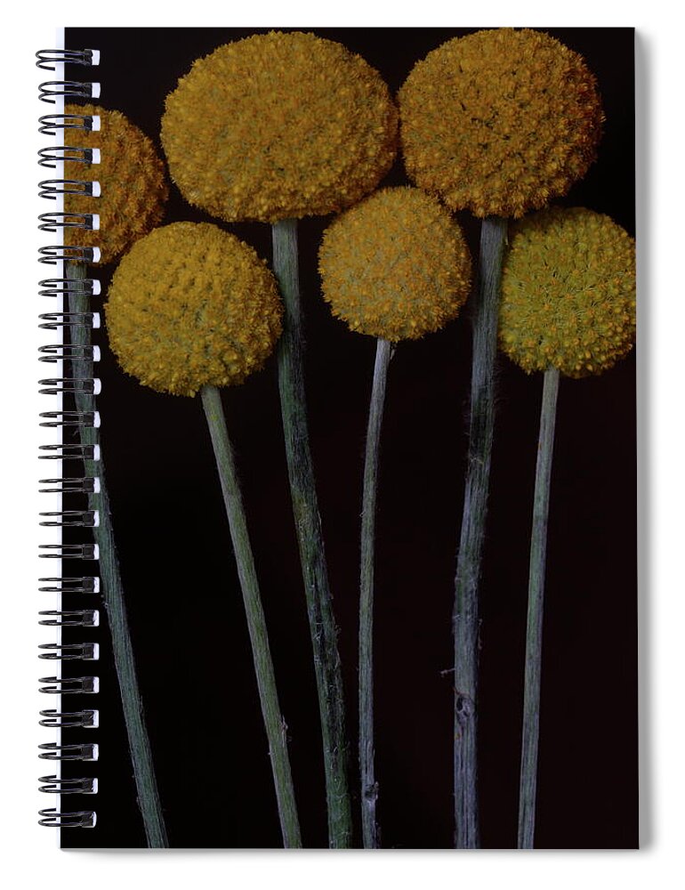 Macro Spiral Notebook featuring the photograph Craspedia 4268 by Julie Powell