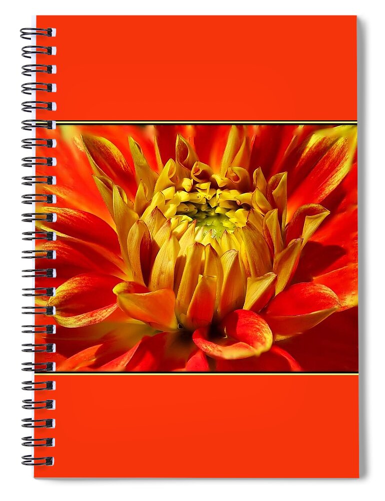 Flower Spiral Notebook featuring the photograph Crimson and Yellow Dahlia by Nancy Ayanna Wyatt