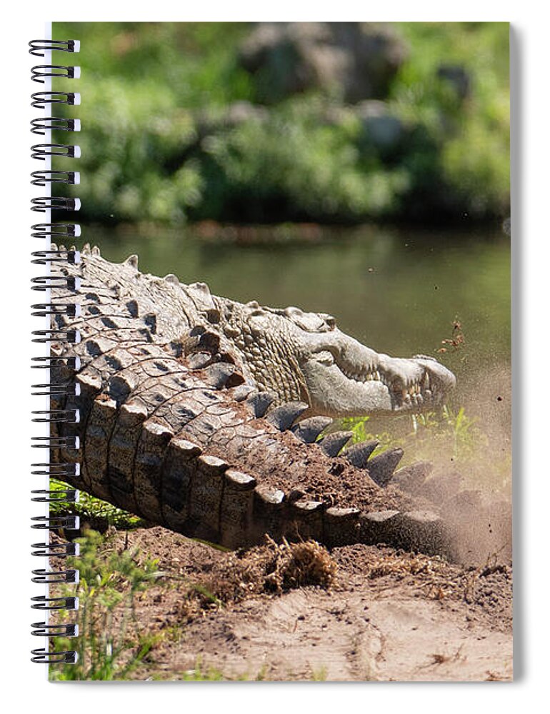 Crocodile Spiral Notebook featuring the photograph Crocodile Kicking Up Dust by Carolyn Hutchins