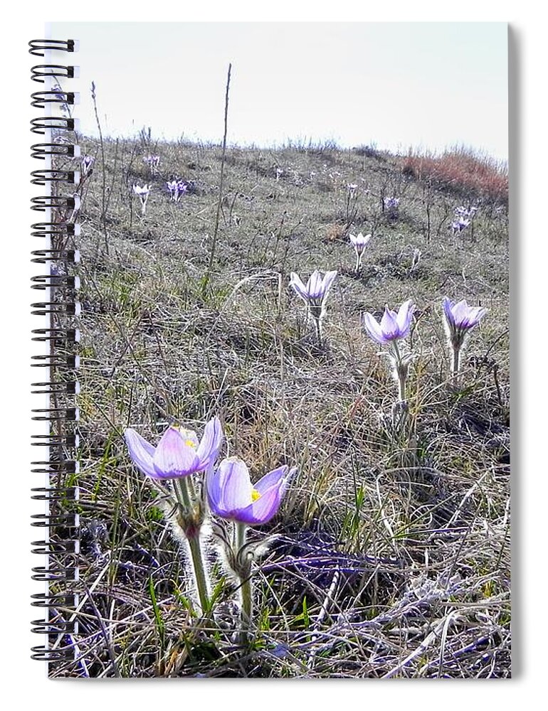 Crocus Spiral Notebook featuring the photograph Crocuses by Amanda R Wright