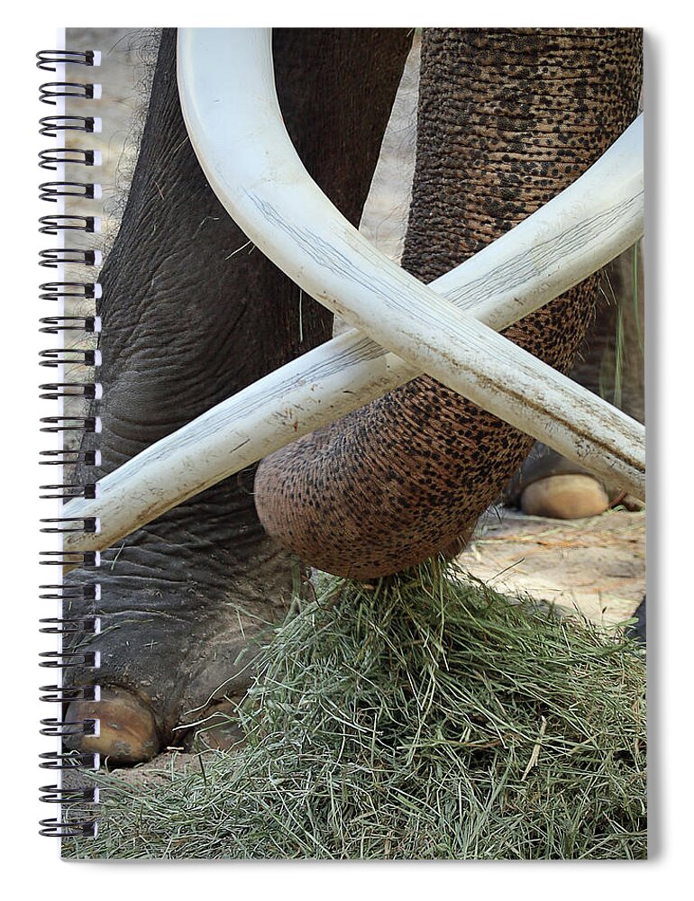 Elephant Spiral Notebook featuring the photograph Crossed Tusks by M Kathleen Warren