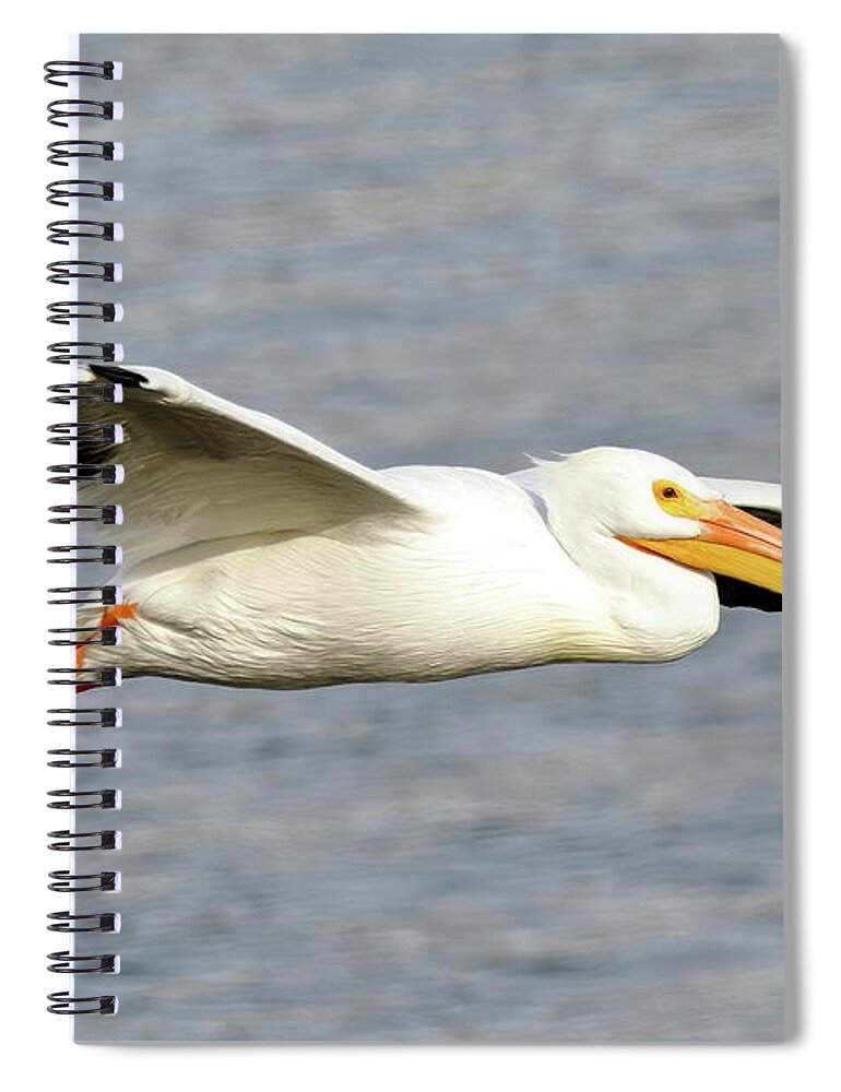 Pelicans Spiral Notebook featuring the photograph Cruising Along by Lens Art Photography By Larry Trager