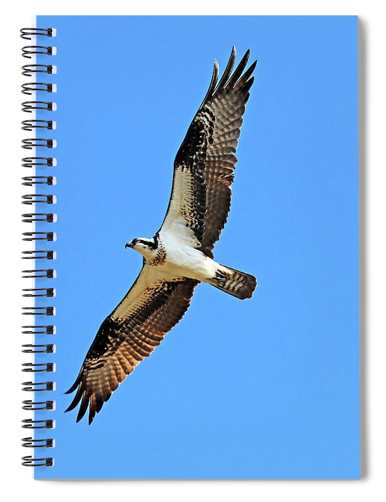 Osprey Spiral Notebook featuring the photograph Cruising Osprey by Debbie Oppermann