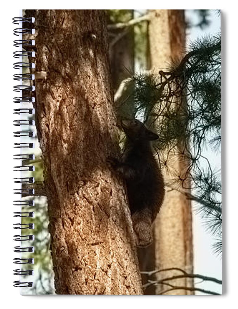 Wildlife Spiral Notebook featuring the photograph cub in El Dorado National Forest, California, U.S.A.-2 by PROMedias US