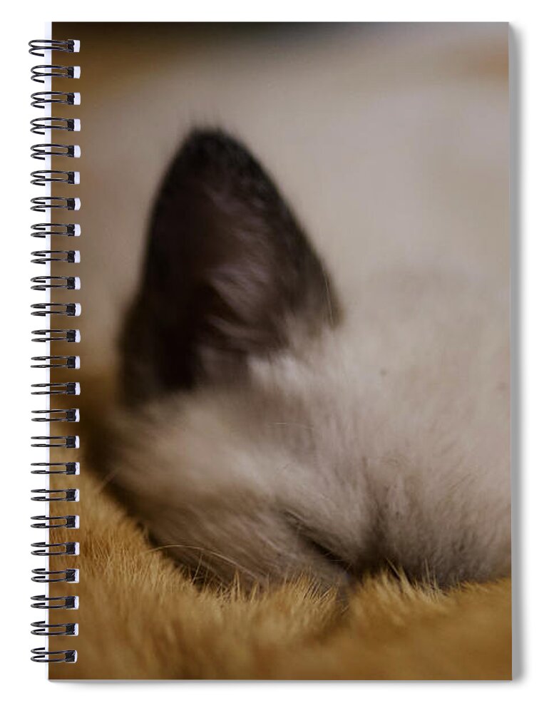 Kitten Spiral Notebook featuring the photograph Cuddles with uncle Sunny by DArcy Evans