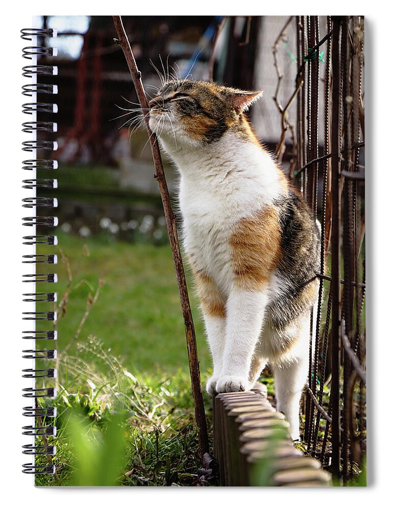 Cat Spiral Notebook featuring the photograph Cuddly cat scratches on a twig in the orchard. by Vaclav Sonnek