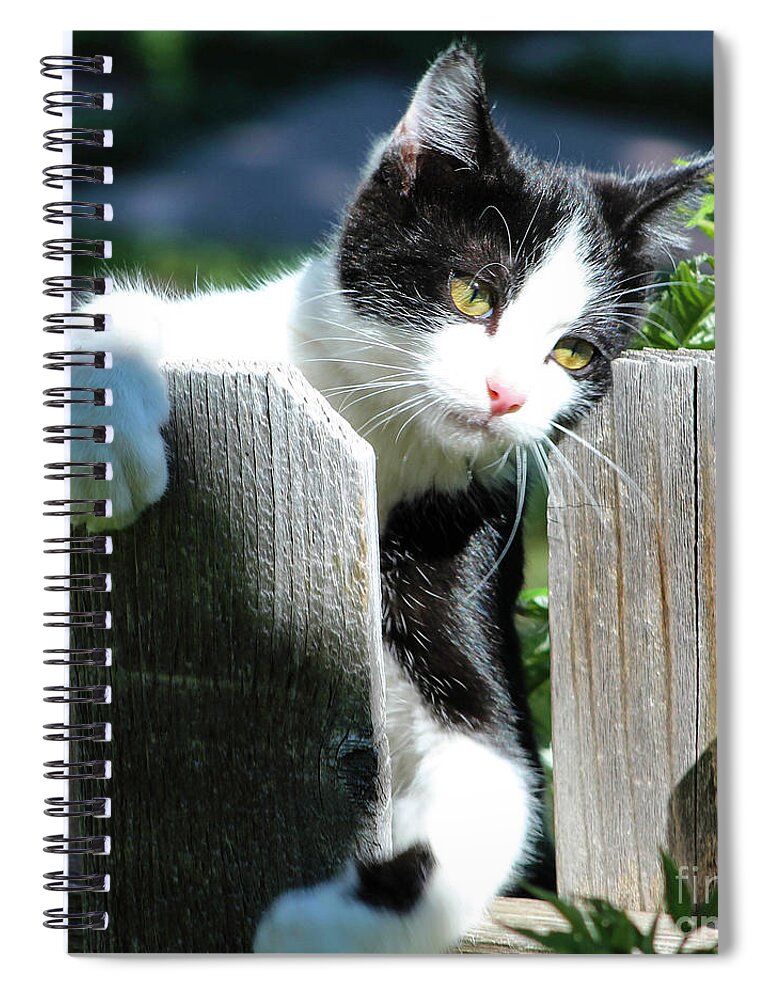 Kitten Spiral Notebook featuring the photograph Cuddly Kitten by Shirley Dutchkowski