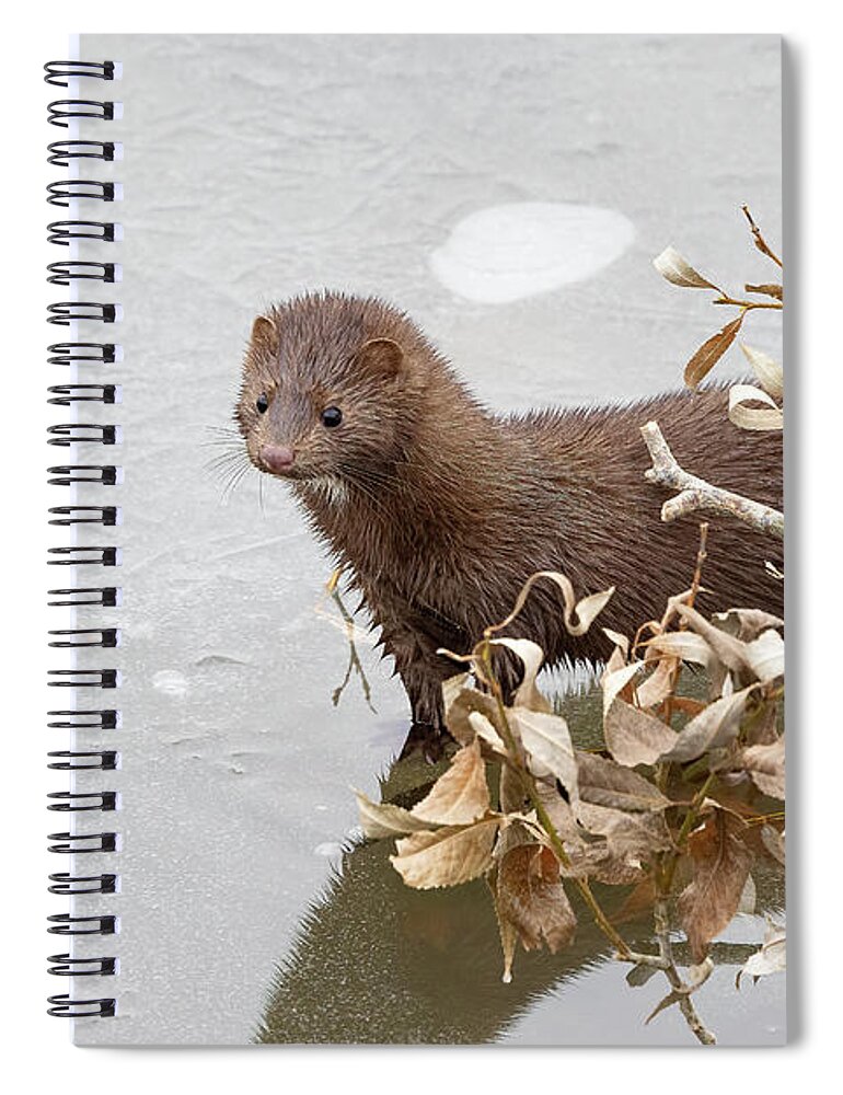 Mink Spiral Notebook featuring the photograph Curious American Mink on a Frozen Creek by Tony Hake