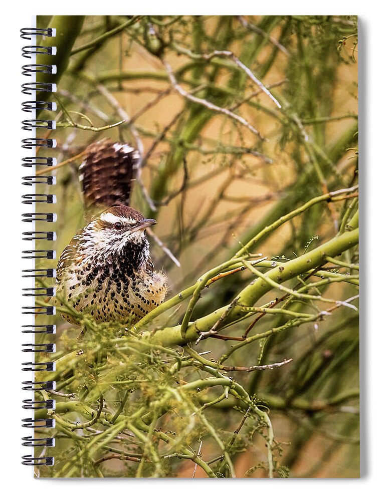 Arboretum Spiral Notebook featuring the photograph Curious Cactus Wren by Rick Furmanek