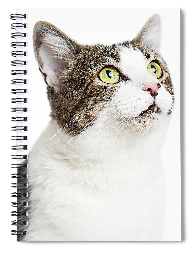 White Background Spiral Notebook featuring the photograph Curious Cat Close-up Looking Up by Good Focused
