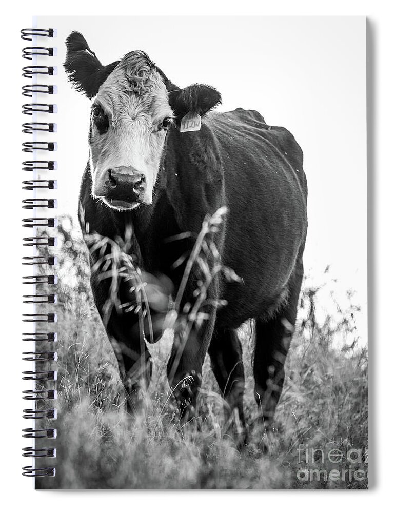 Cow Spiral Notebook featuring the photograph Curious Cow by Vincent Bonafede