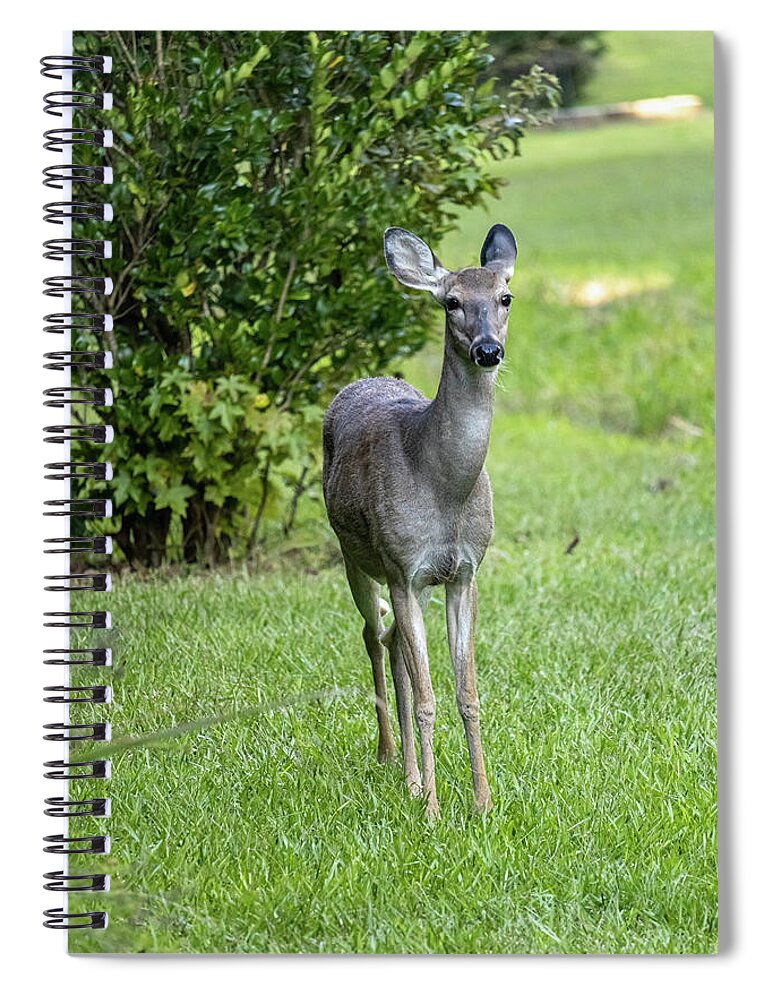 Mammal Spiral Notebook featuring the photograph Curious Deer 2 by Rick Nelson