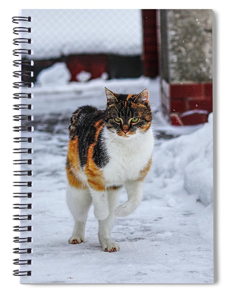 Liza Spiral Notebook featuring the photograph Cat's jump in winter by Vaclav Sonnek