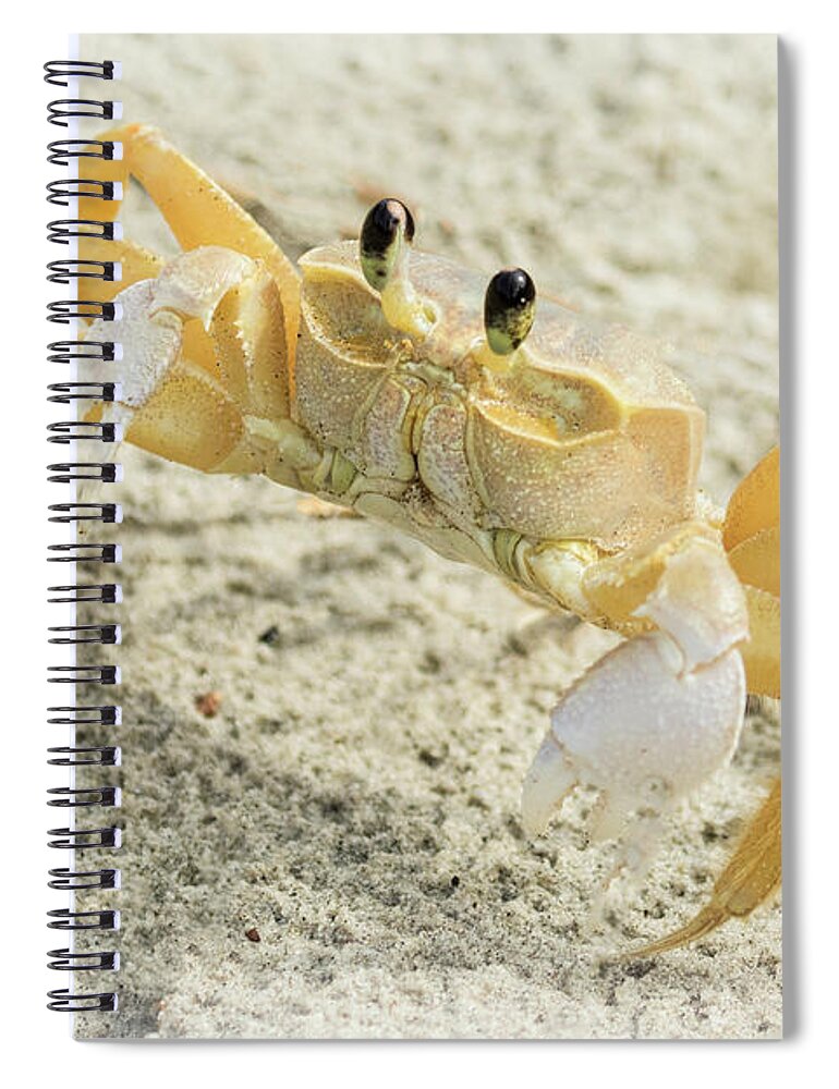 Ghost Crab Spiral Notebook featuring the photograph Curious Ghost Crab by Jurgen Lorenzen