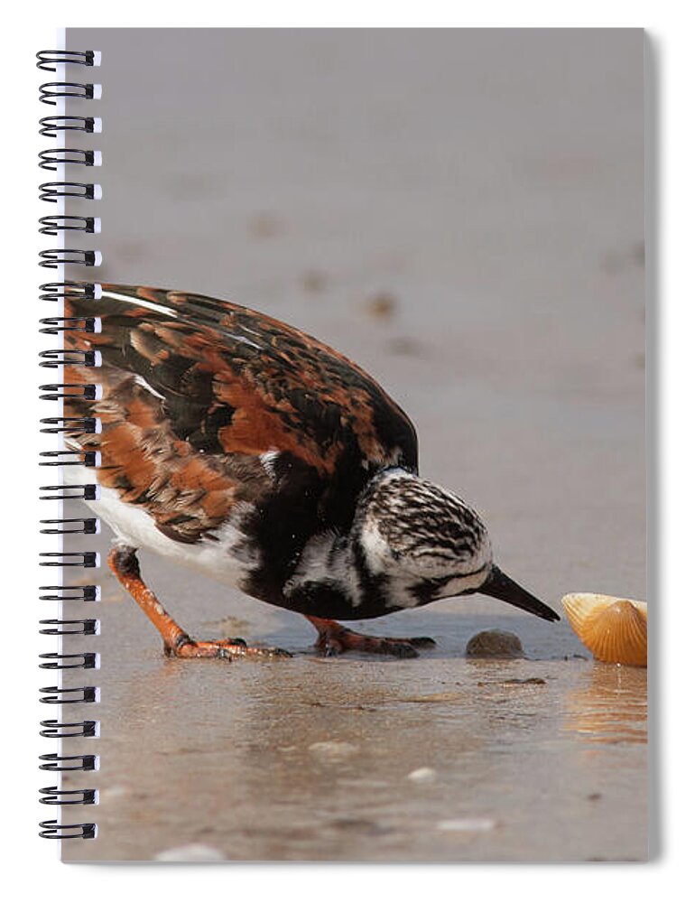 Ruddy Turnstone Spiral Notebook featuring the photograph Curious Turnstone by Paul Rebmann