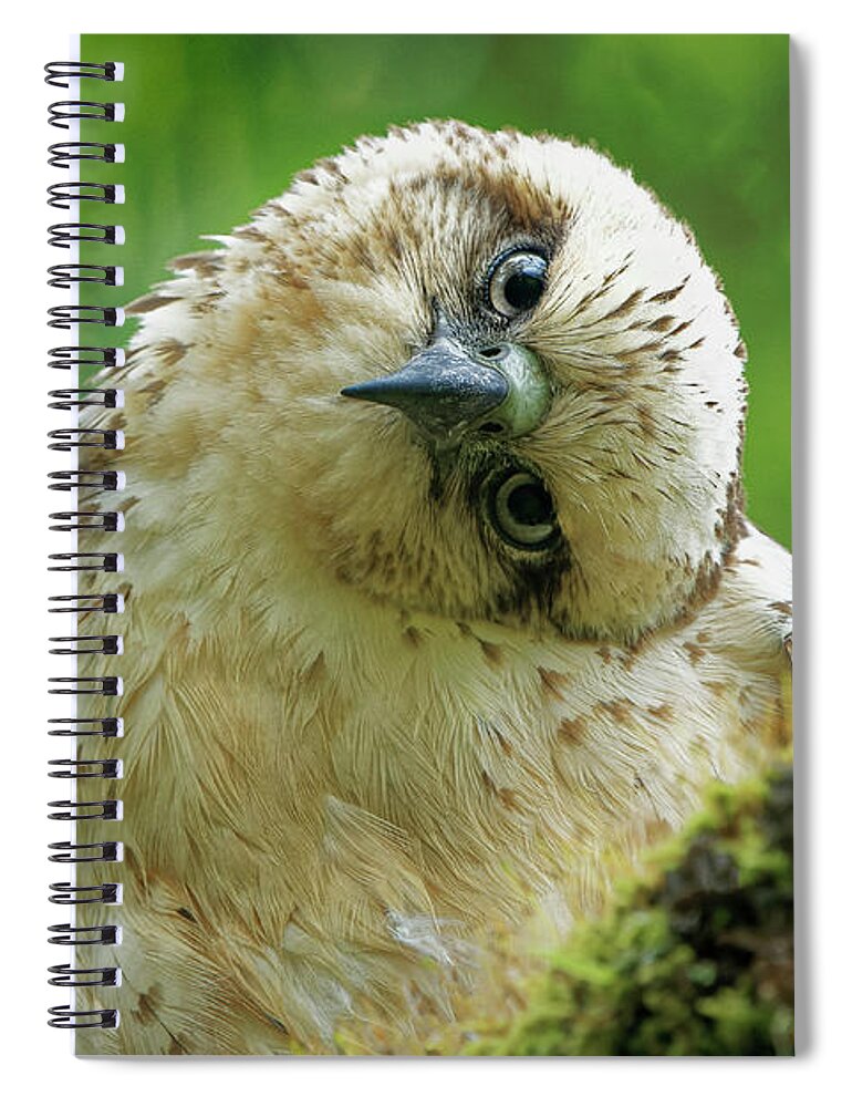 Buteo Solitarius Spiral Notebook featuring the photograph Curiosity by Heidi Fickinger