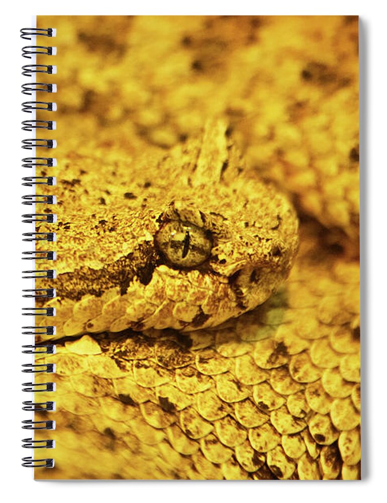Sidewinder Spiral Notebook featuring the photograph Curled up sidewinder, Crotalus cerastes, venomous pitviper snake by Mendelex Photography