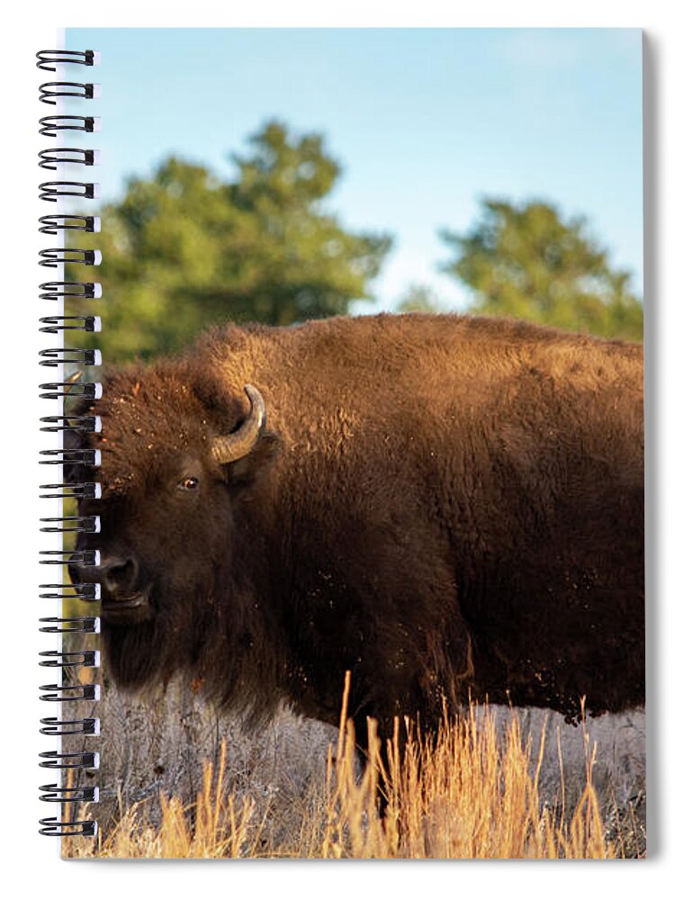 American Bison Spiral Notebook featuring the photograph Custer South Dakota Bison by Kyle Hanson