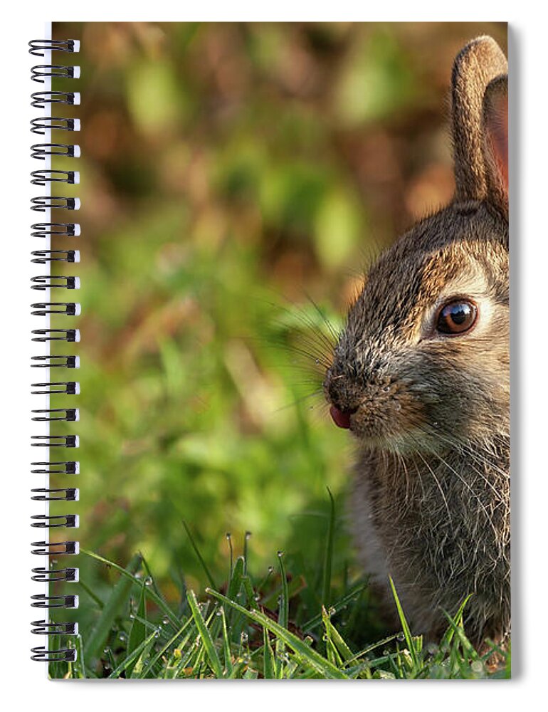 Rabbit Spiral Notebook featuring the photograph Cute baby wild rabbit close up at dawn by Simon Bratt