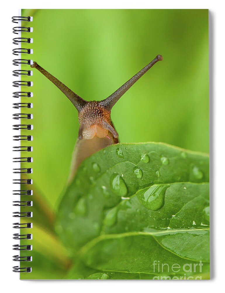 Garden Spiral Notebook featuring the photograph Cute garden snail long tentacles on leaf by Simon Bratt