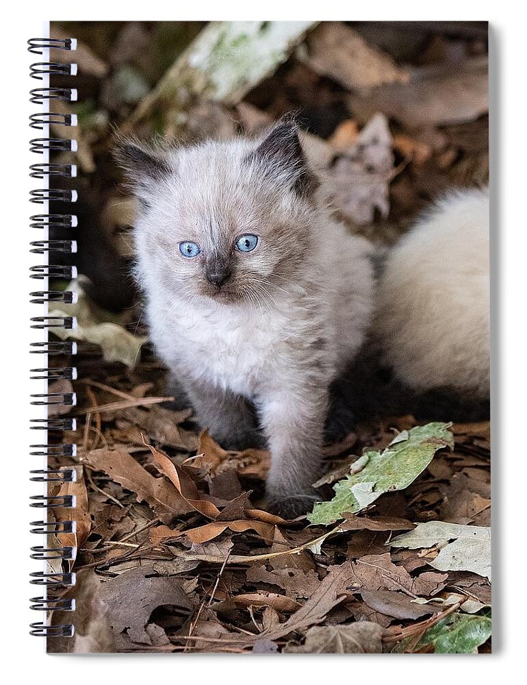 Cat Spiral Notebook featuring the photograph Cute Kitty by DArcy Evans