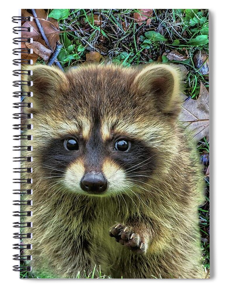 Raccoon Spiral Notebook featuring the digital art Cute Little Bandit by Norman Brule