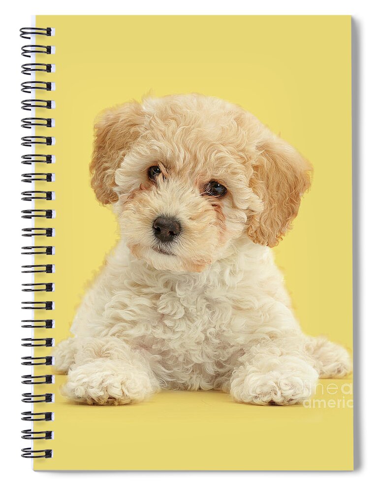 Cute Spiral Notebook featuring the photograph Cute Poochon puppy by Warren Photographic