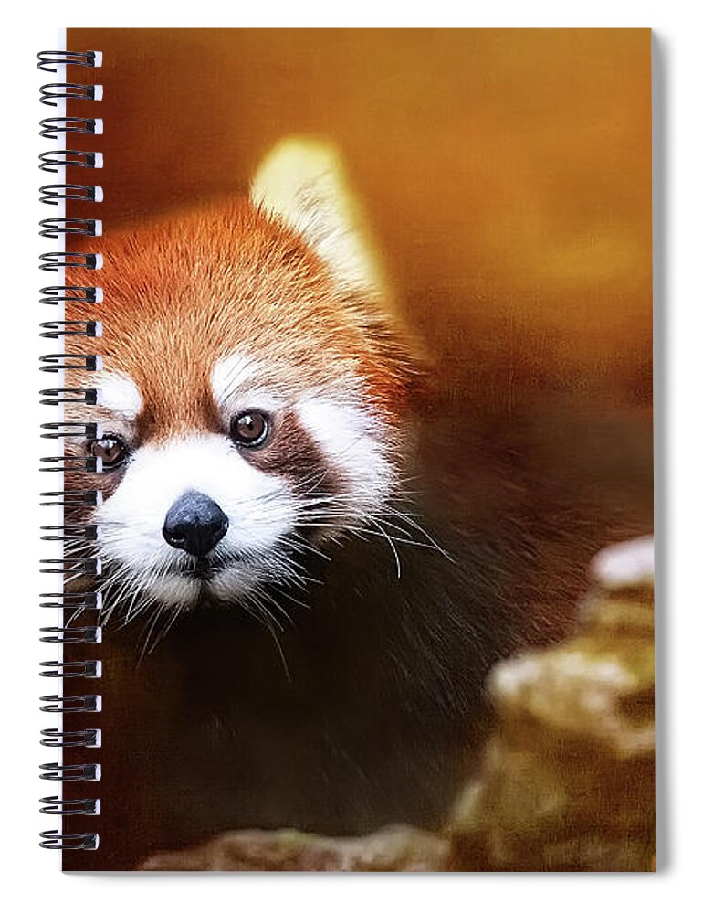 Red Spiral Notebook featuring the mixed media Cuteness Wears Red by Ed Taylor